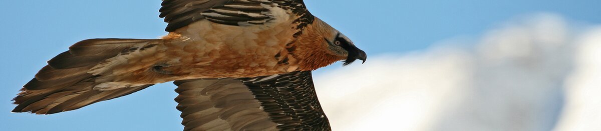Vue rapprochée d’un gypaète barbu en vol, les ailes déployées et le plumage brun-orangé illuminé par le soleil, sur fond de ciel bleu et de sommet enneigé. Archives APAM. Fin de la description de l’image.